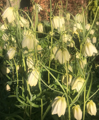 Fritillaria thunbergii